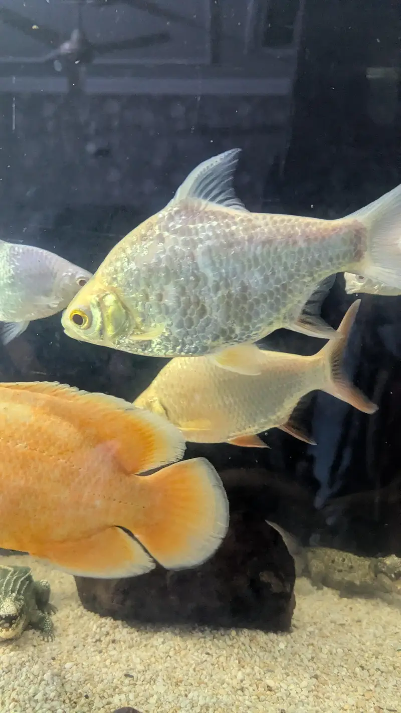 Tinfin barb fish — photo 3