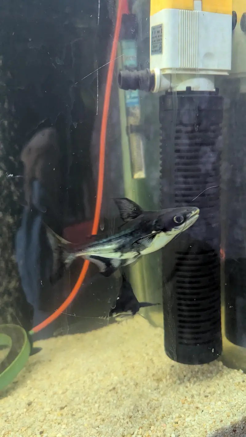 Tinfin barb fish — photo 4