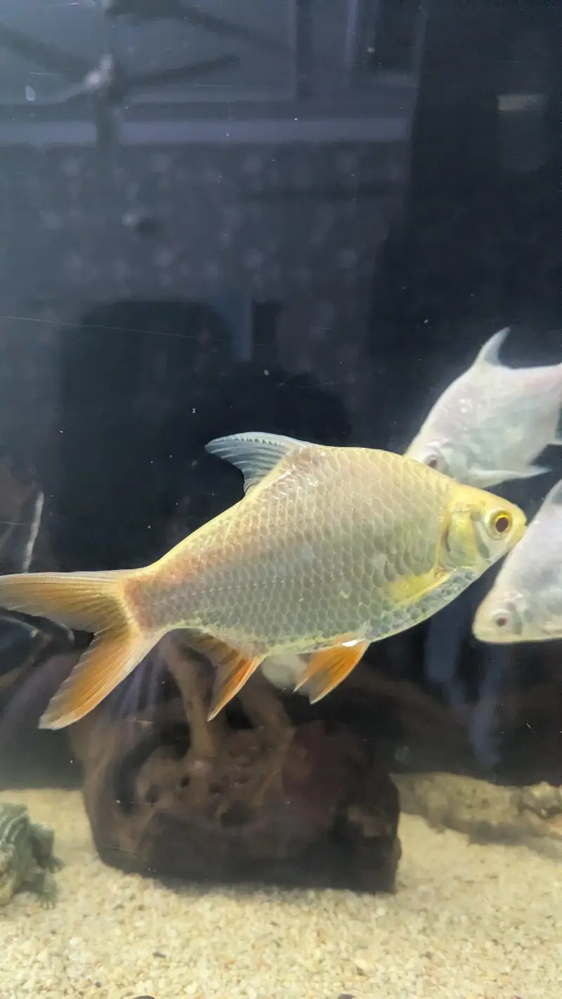 Tinfin barb fish — photo 5