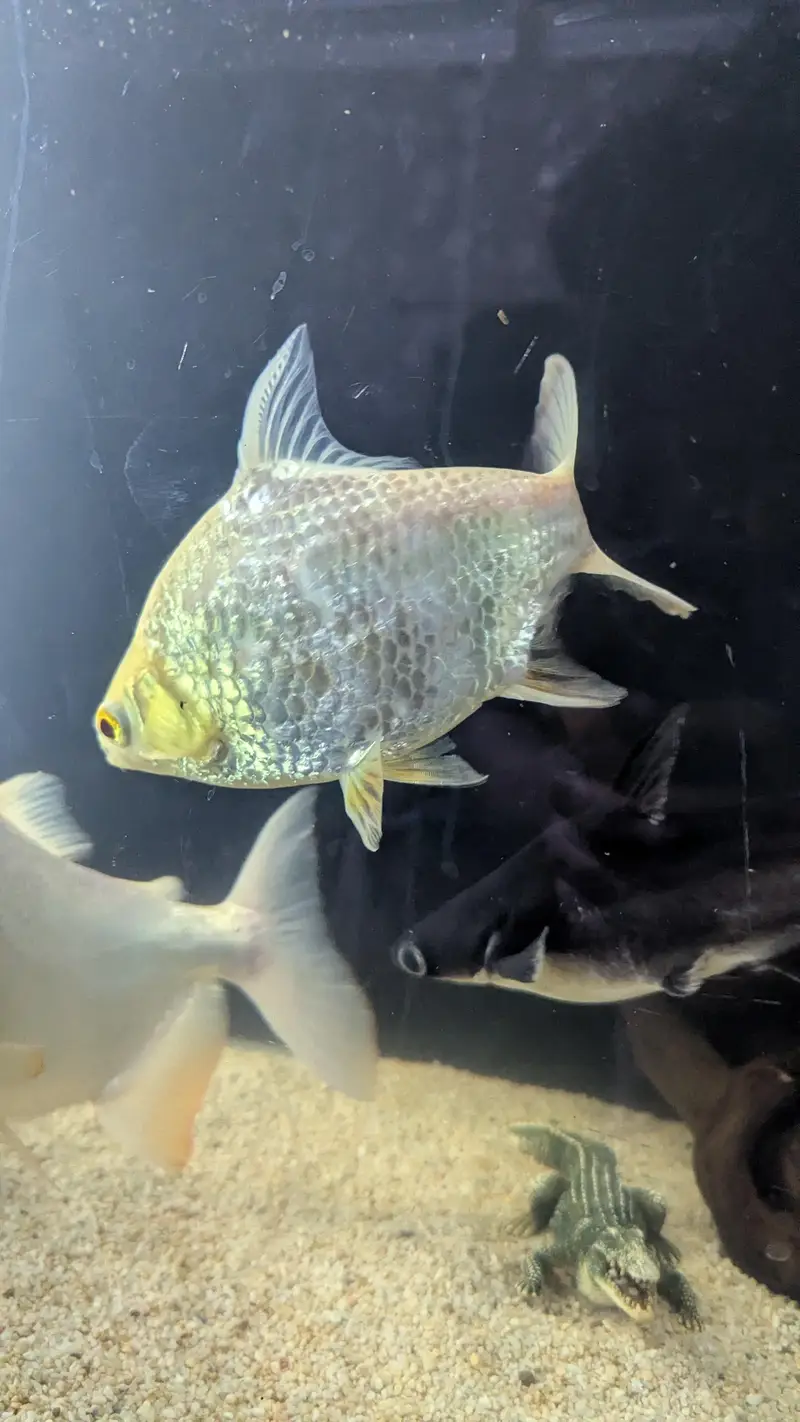 Tinfin barb fish — photo 6