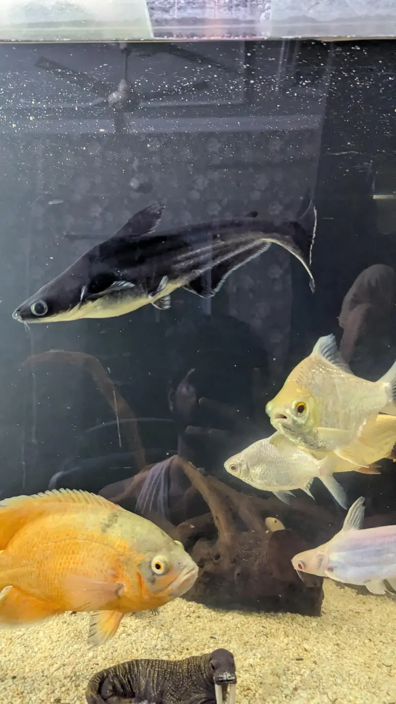 Tinfin barb fish — photo 7