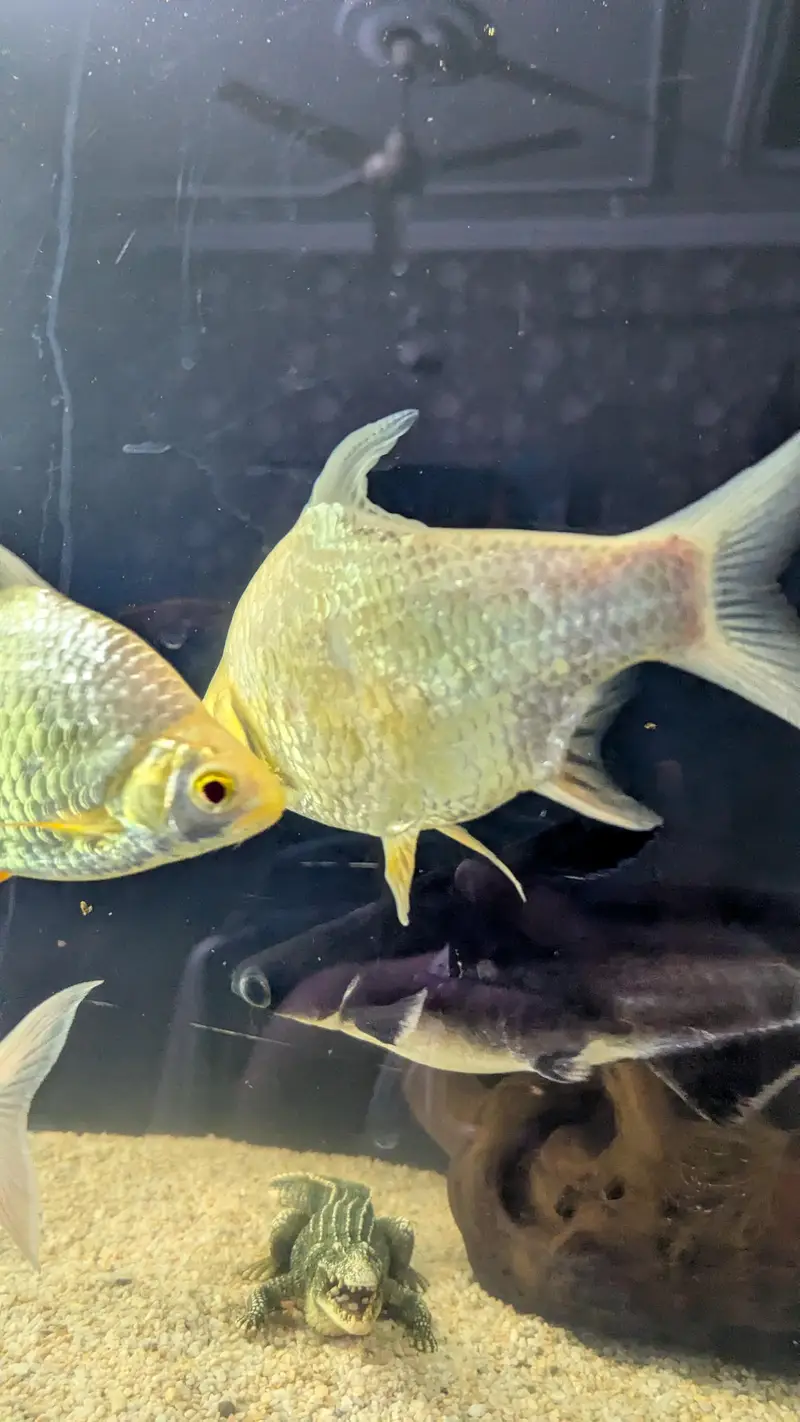 Tinfin barb fish — photo 8