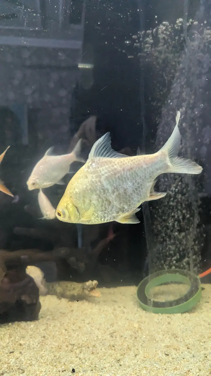 Tinfin barb fish — photo 9