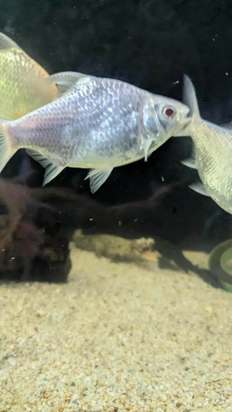 Tinfin barb fish — photo 10