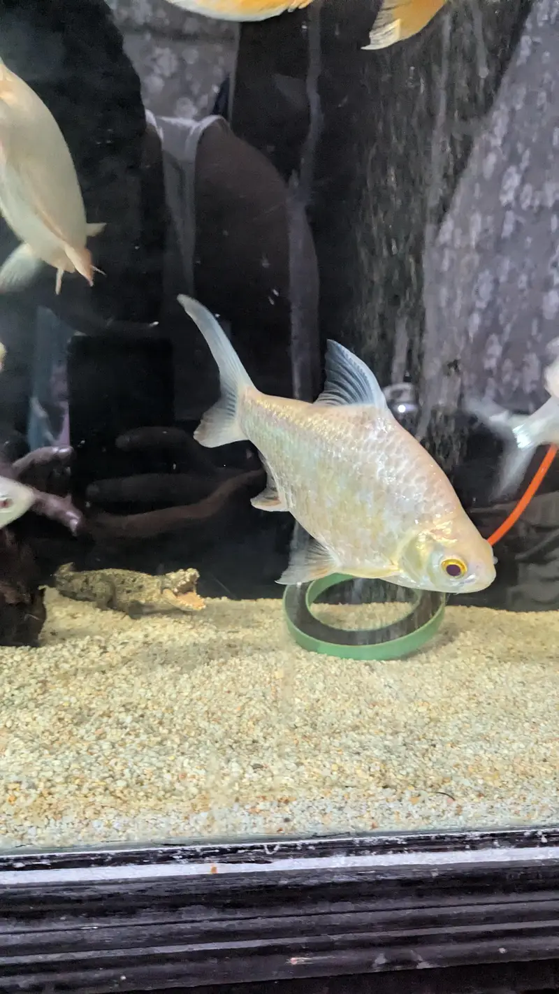 Tinfin barb fish — photo 11