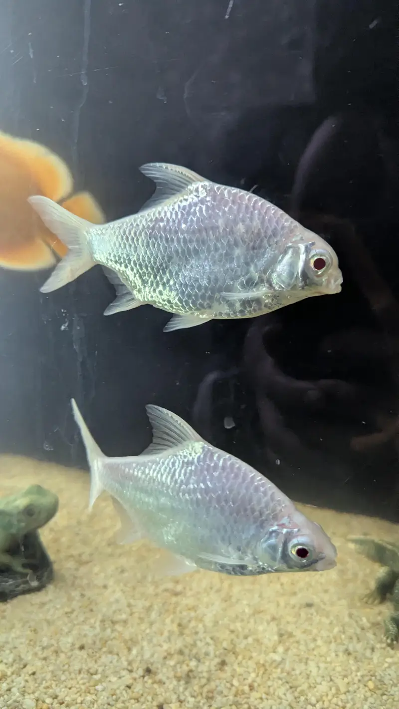 Tinfin barb fish — photo 12