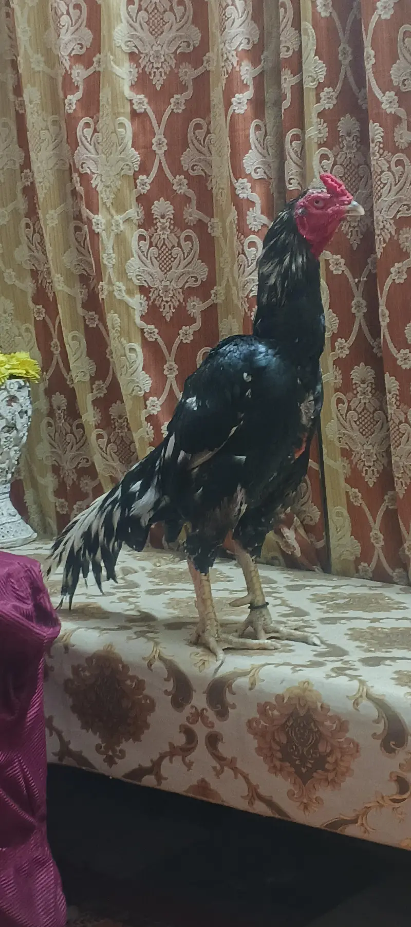Aseel — photo 2