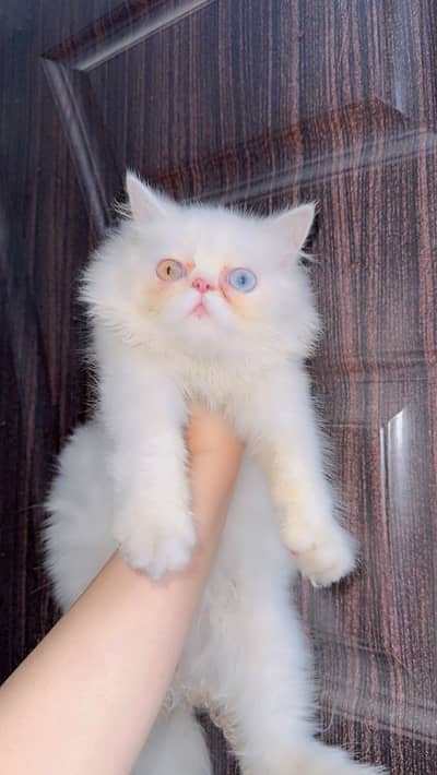 kitten for sale