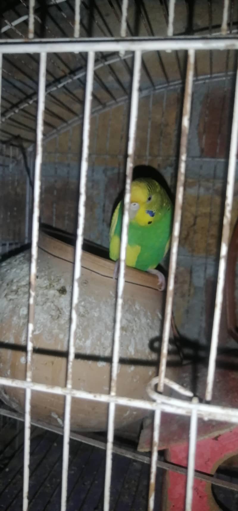 Australian parrot pair 0