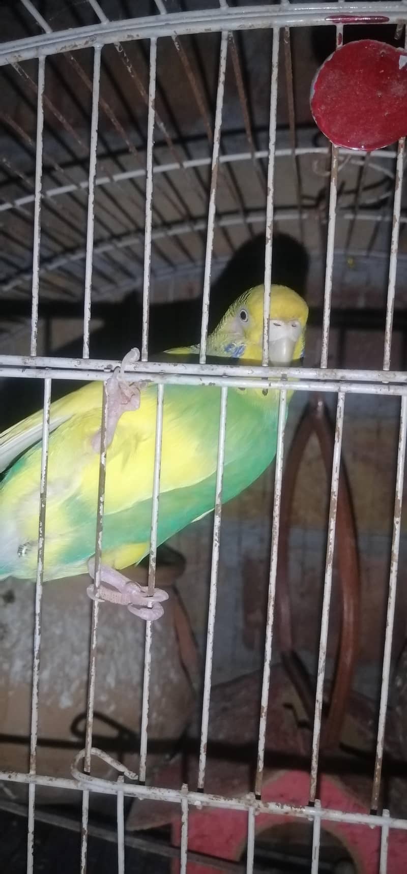 Australian parrot pair 1