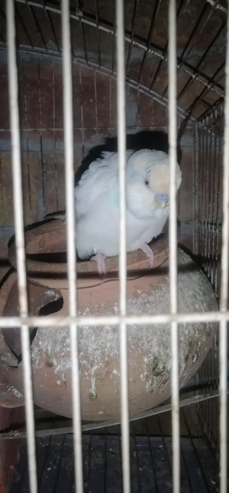 Australian parrot pair — photo 3