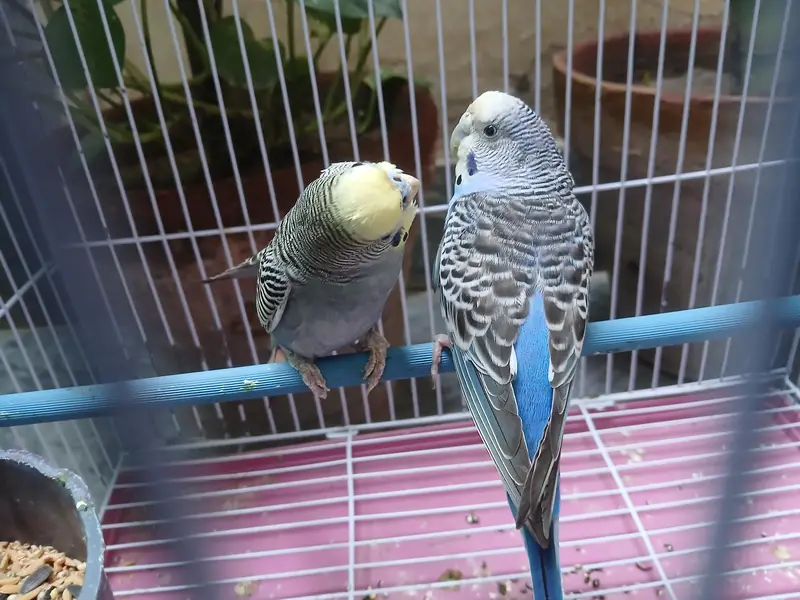 budgies breeder pair + extra male + cage available 0/3/2/1/4/9/4/6/844 — photo 2