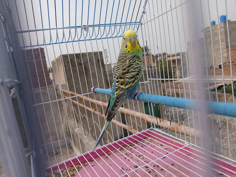 budgies breeder pair + extra male + cage available 0/3/2/1/4/9/4/6/844 — photo 3