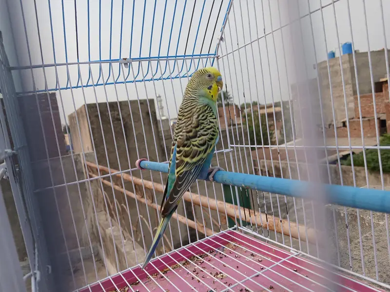 budgies breeder pair + extra male + cage available 0/3/2/1/4/9/4/6/844 — photo 4