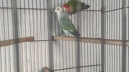 Lovebird rosicolli pair ready to breed