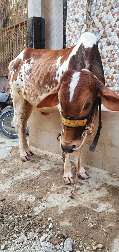 Bachra 3.5 mann meat weight