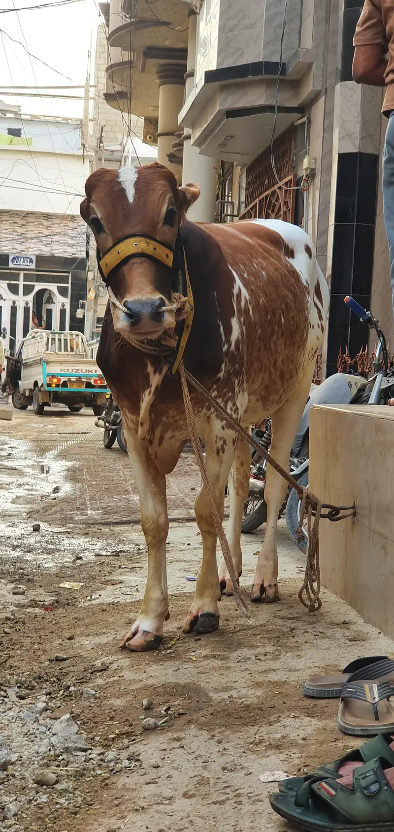 Bachra 3.5 mann meat weight — photo 2