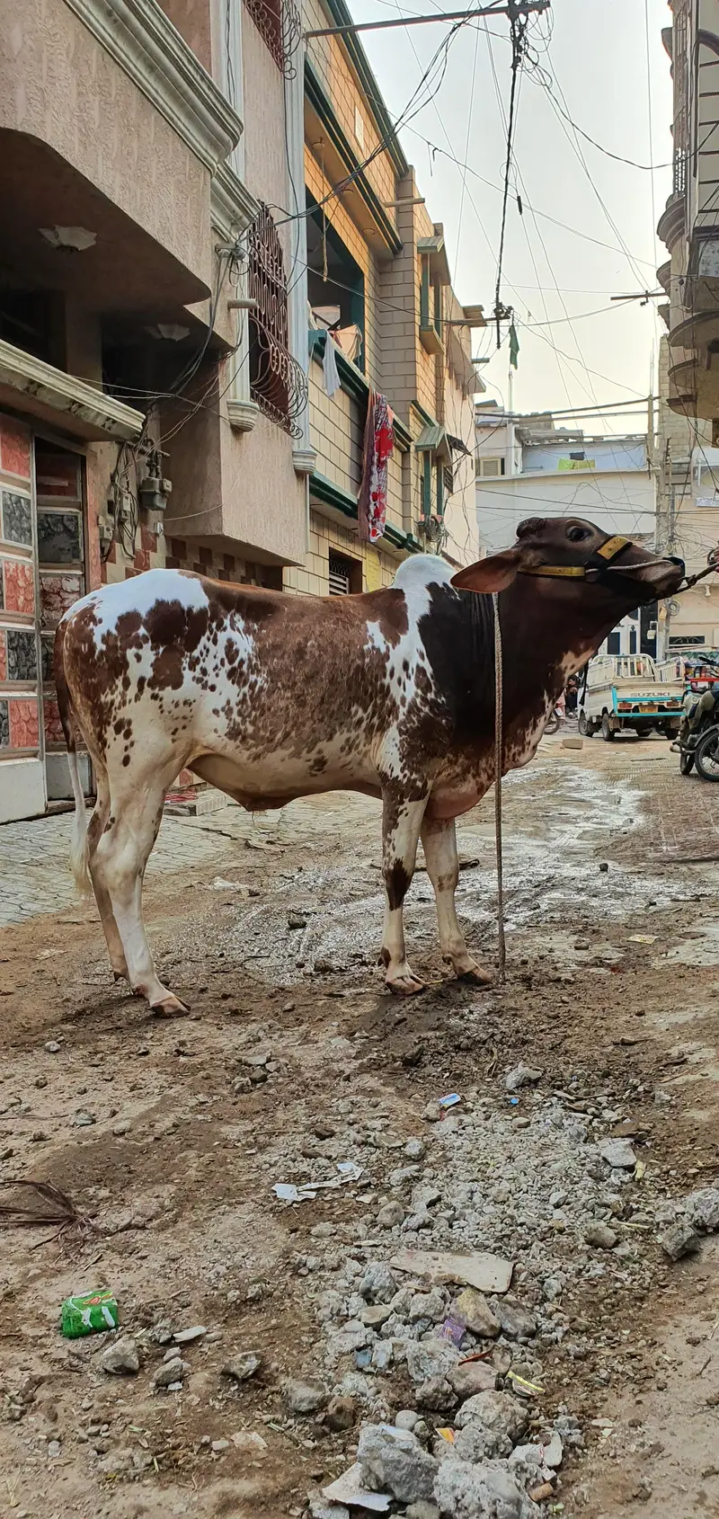 Bachra 3.5 mann meat weight — photo 3