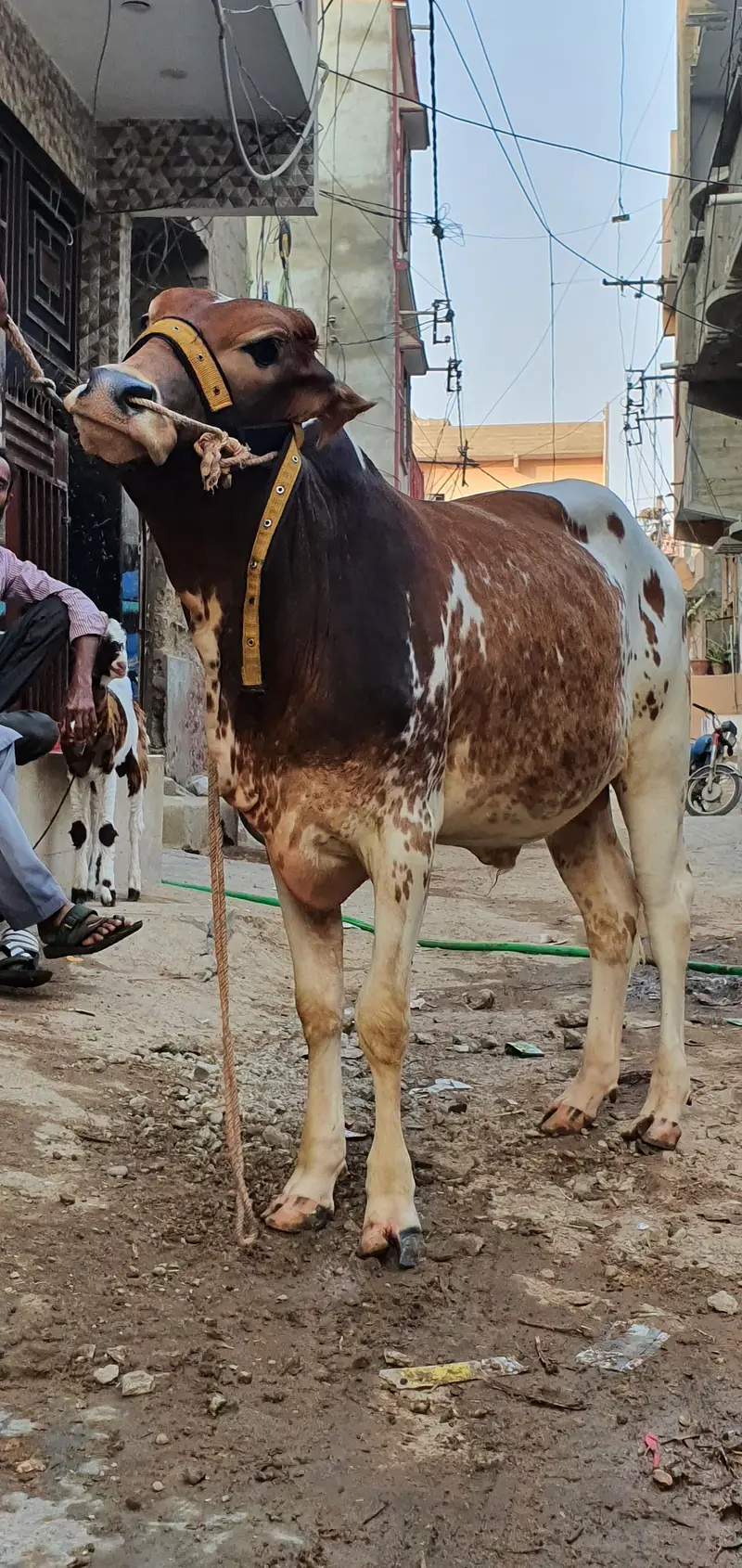 Bachra 3.5 mann meat weight — photo 4