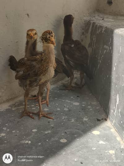 home breed aseel chick's