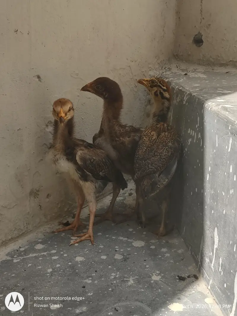 home breed aseel chick's — photo 2