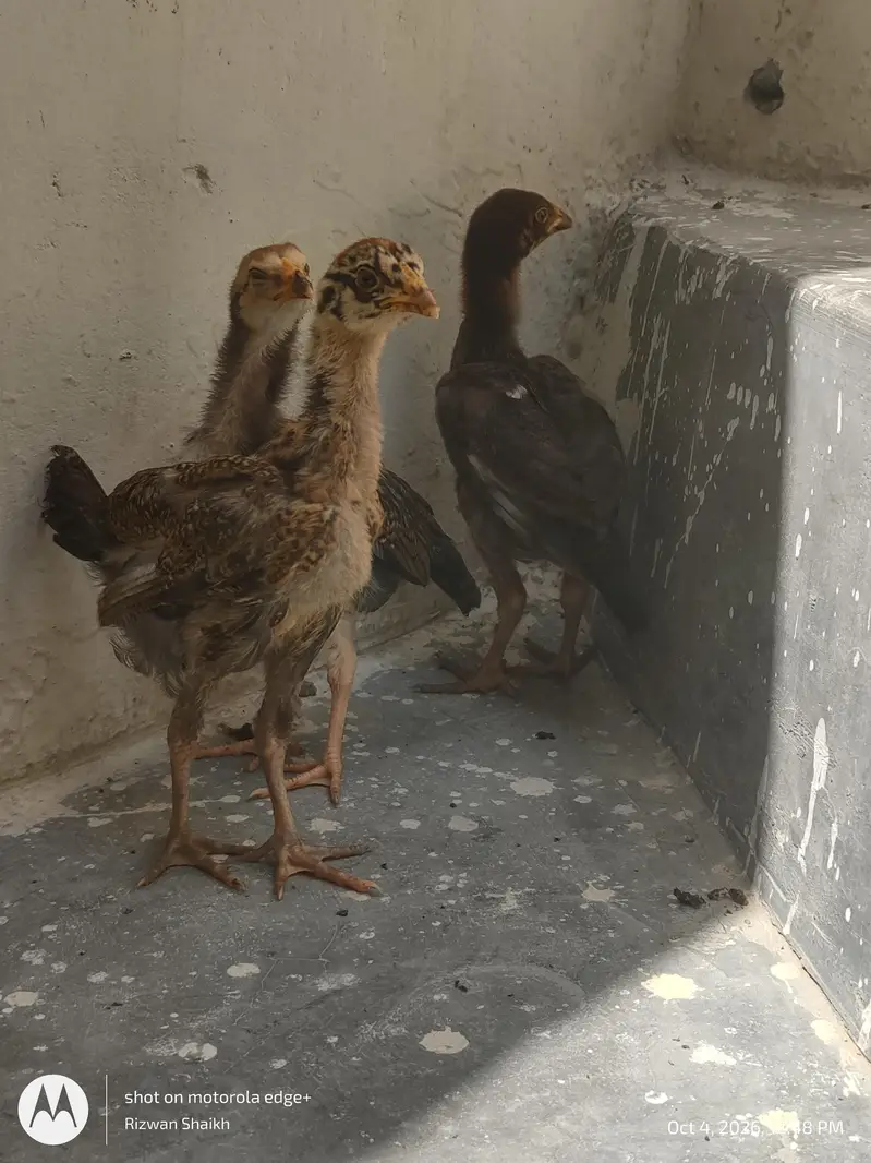 home breed aseel chick's — photo 3