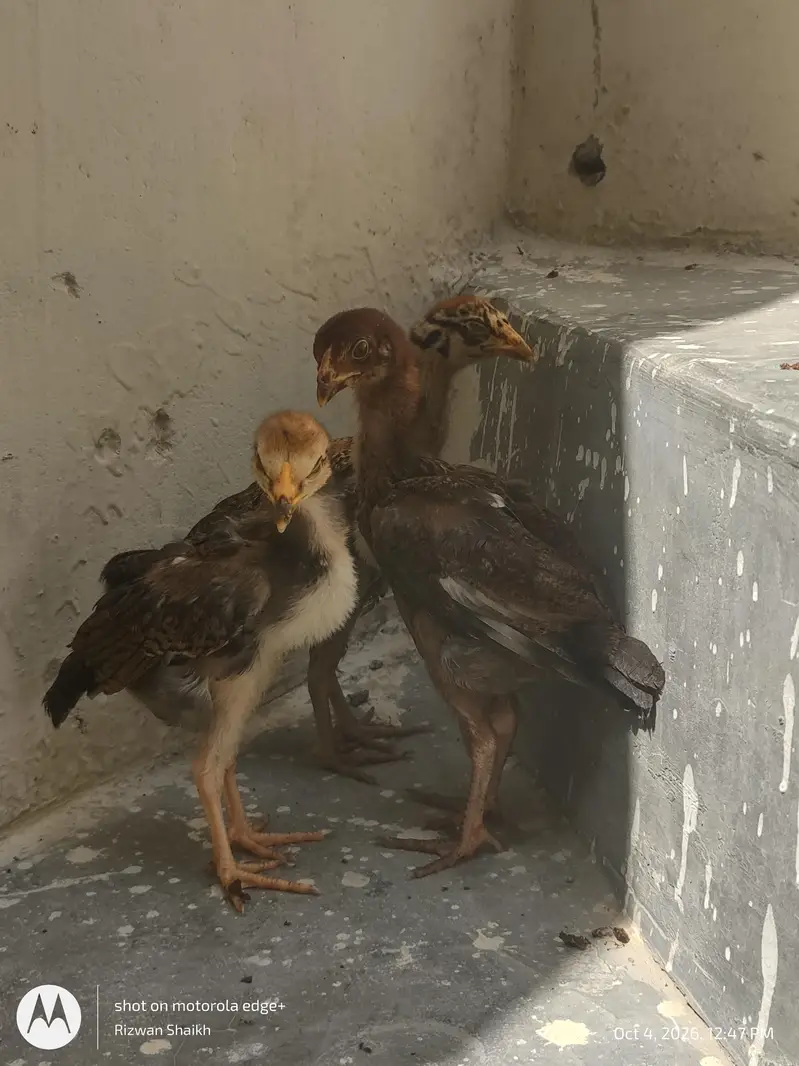 home breed aseel chick's — photo 4