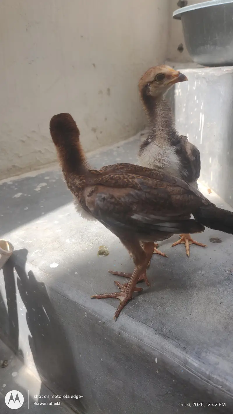 home breed aseel chick's — photo 5