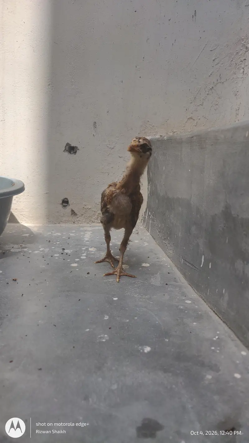 home breed aseel chick's — photo 6