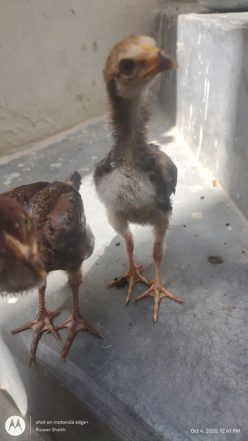 home breed aseel chick's — photo 7