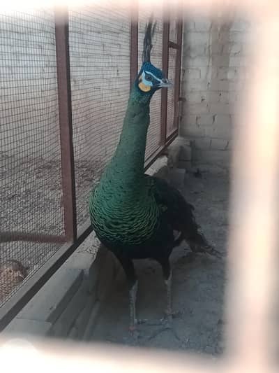 Green . Java. pecock. breedar. pair. 03026532006