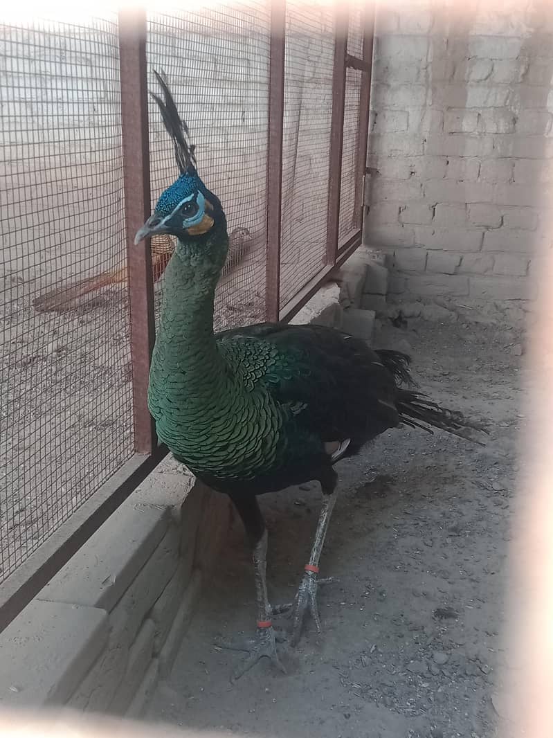 Green . Java. pecock. breedar. pair. 03026532006 1