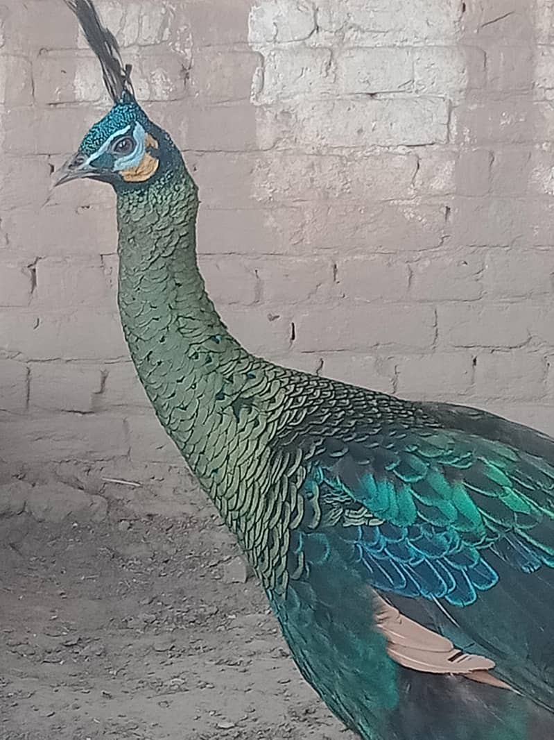 Green . Java. pecock. breedar. pair. 03026532006 2