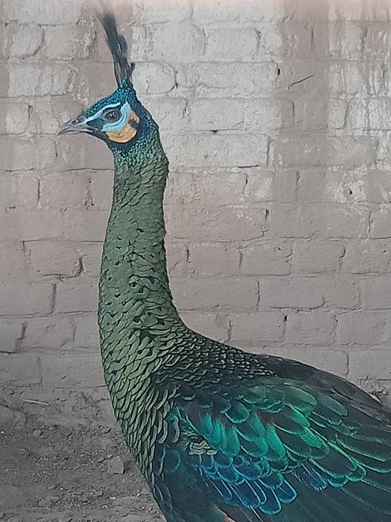 Green . Java. pecock. breedar. pair. 03026532006 3