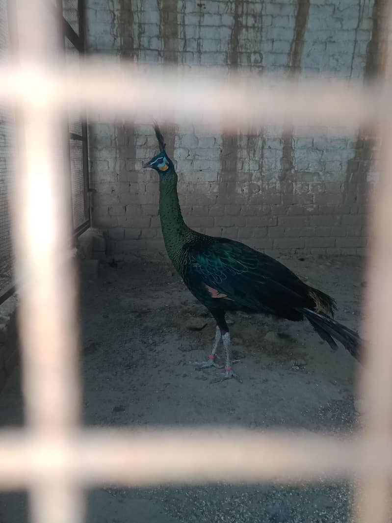 Green . Java. pecock. breedar. pair. 03026532006 4