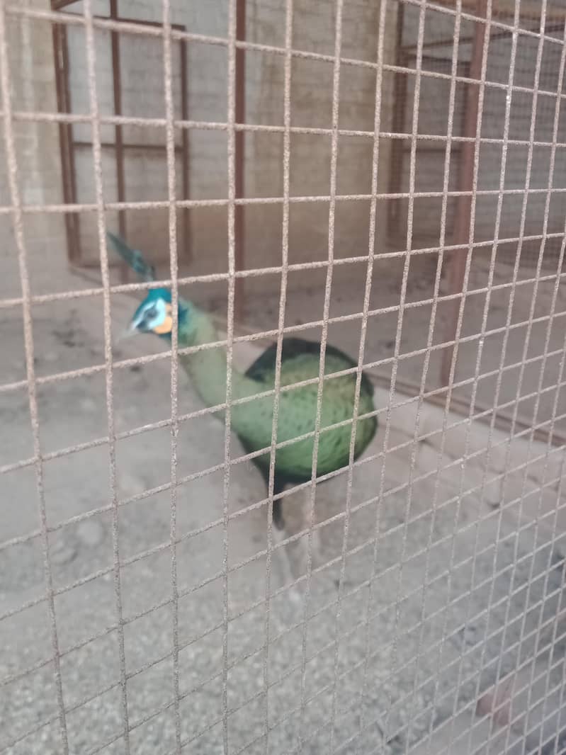 Green . Java. pecock. breedar. pair. 03026532006 5