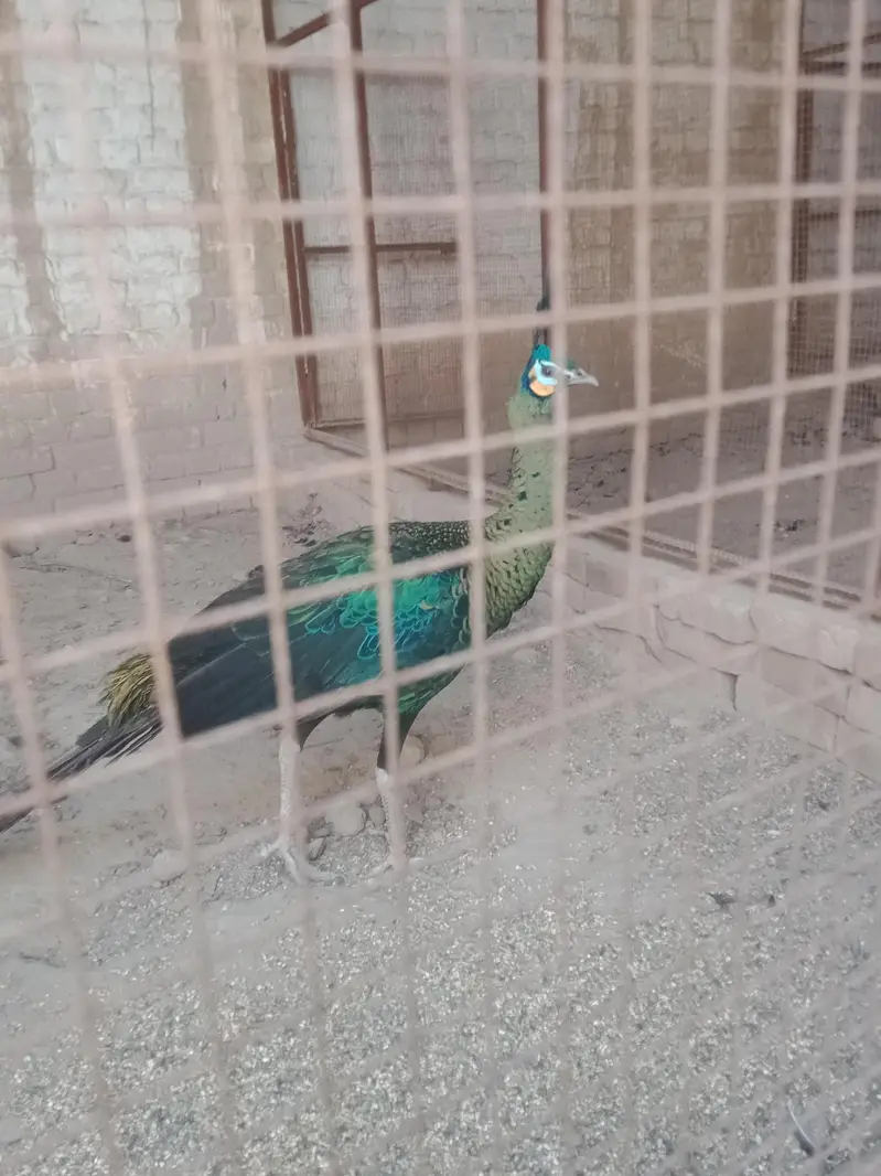 Green . Java. pecock. breedar. pair. 03026532006 — photo 7