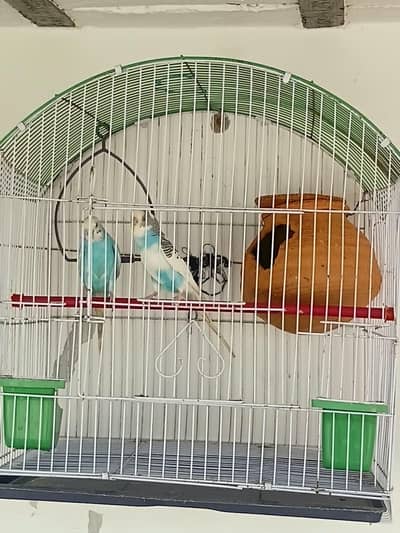 parrots