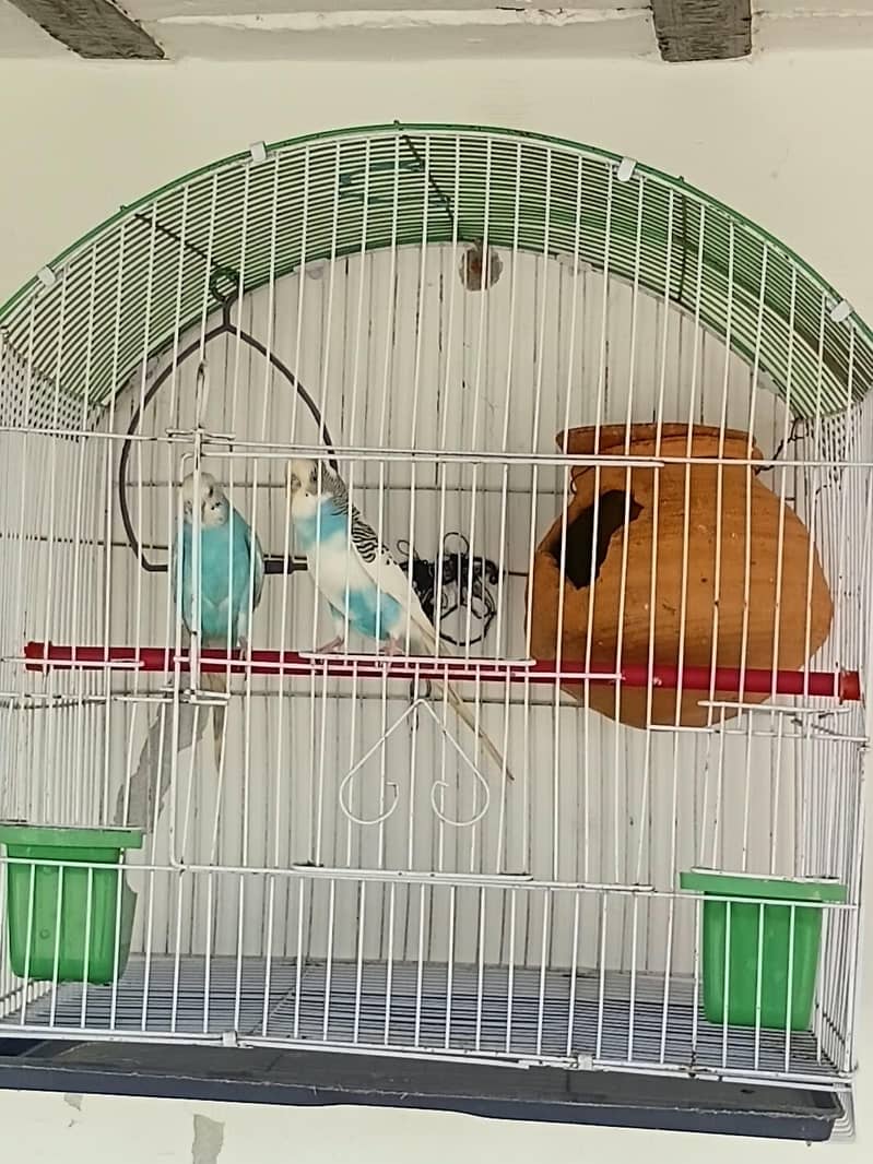 parrots 0