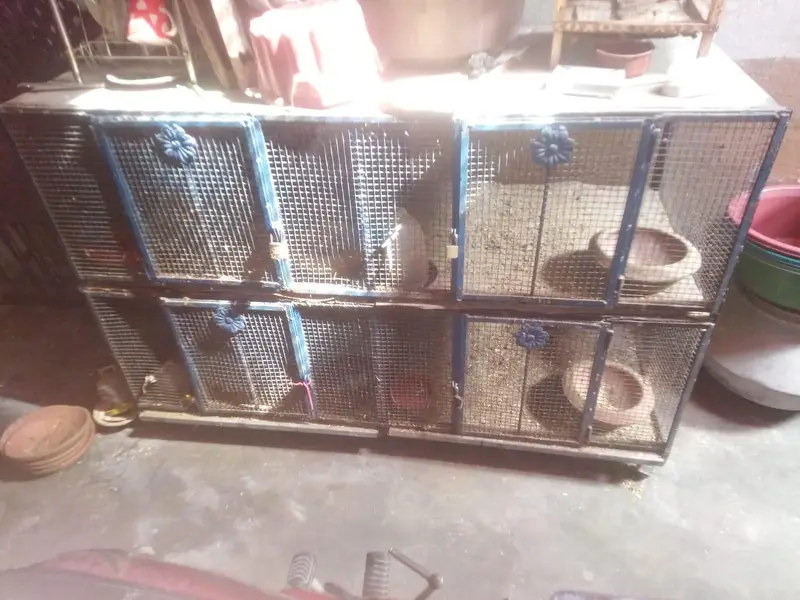 murgiyo k Liye big cage. . Kahi sy damage ni hai. . — photo 3