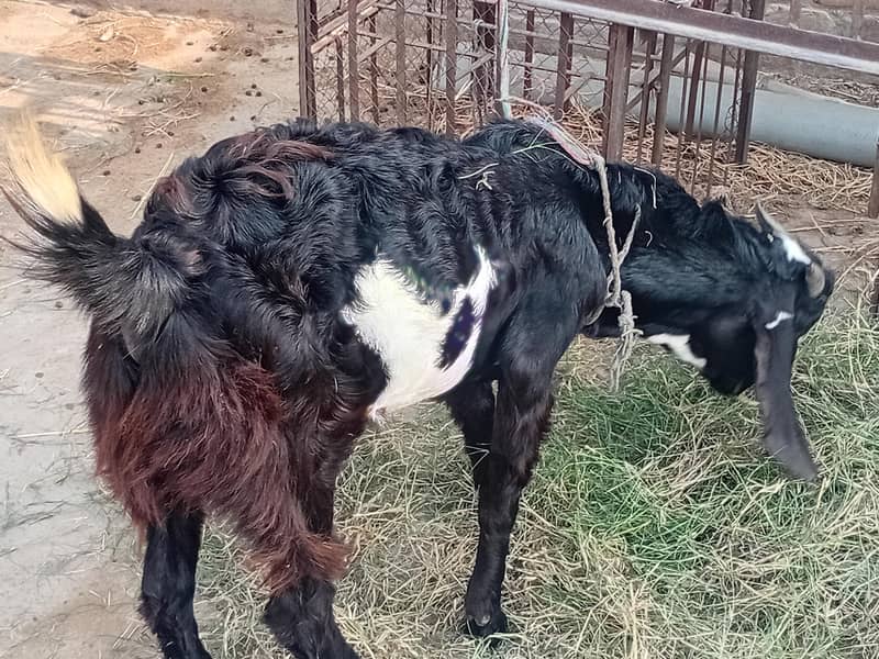 bakra aur bakri 0