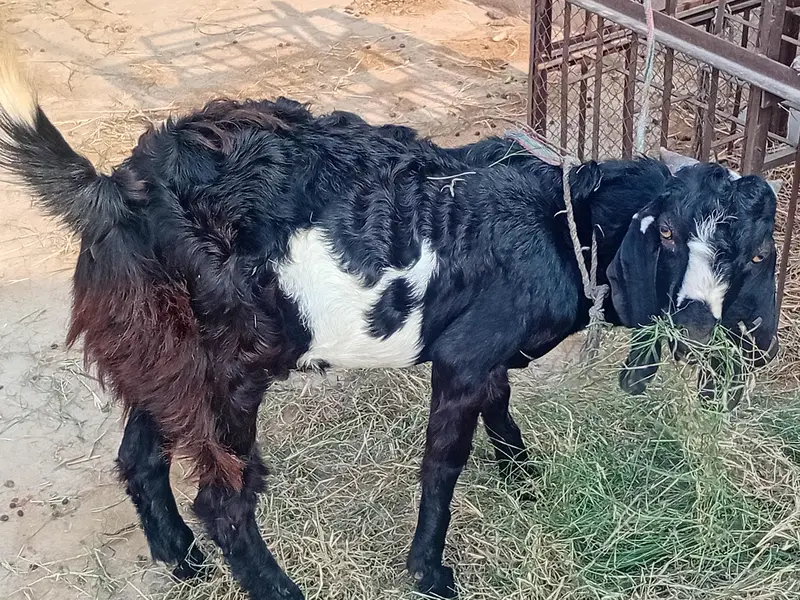 bakra aur bakri — photo 2