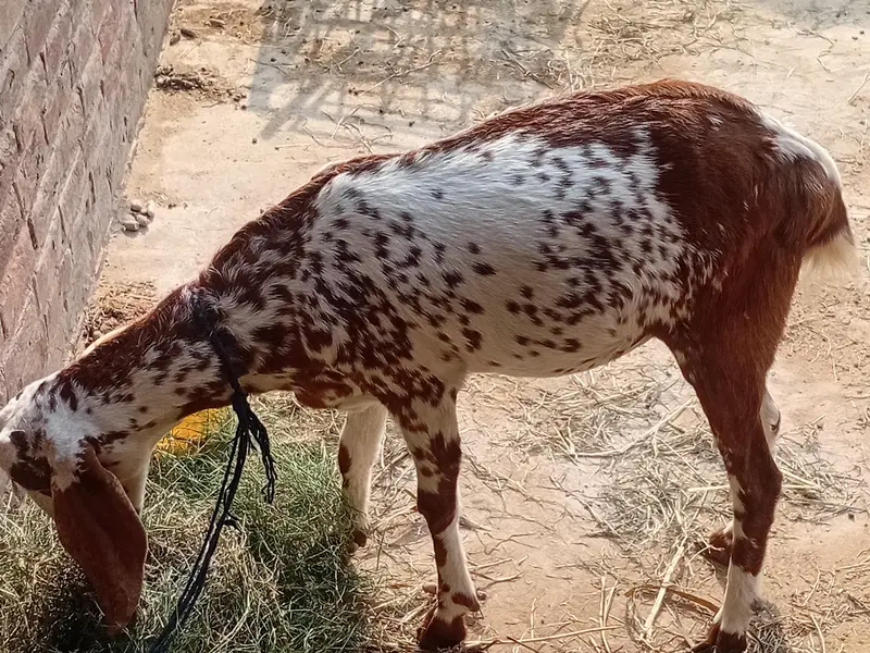 bakra aur bakri — photo 3