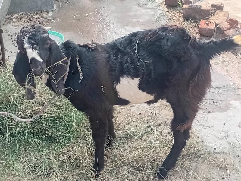 bakra aur bakri 3