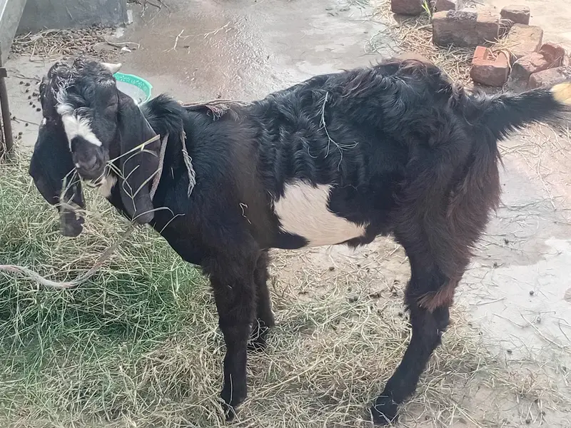 bakra aur bakri — photo 4
