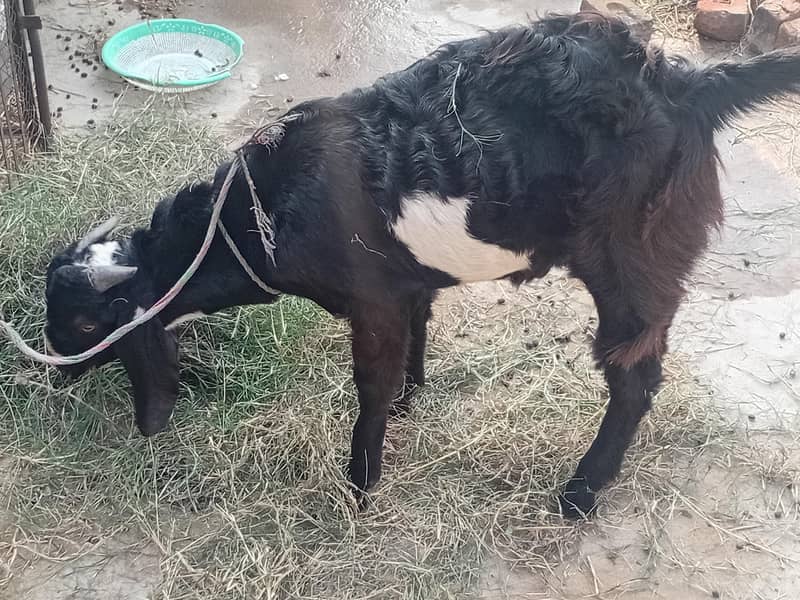 bakra aur bakri 4