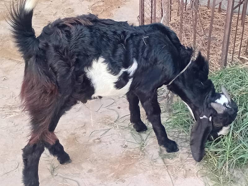 bakra aur bakri 5