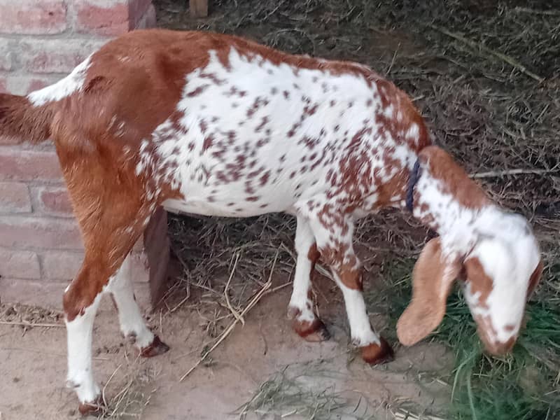 bakra aur bakri 6