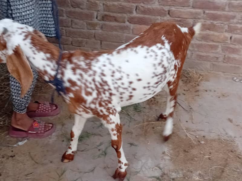 bakra aur bakri 7