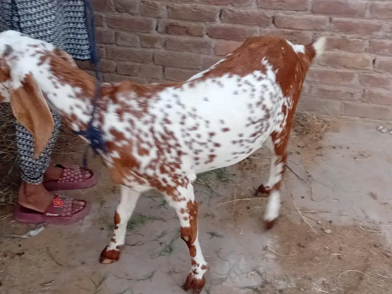 bakra aur bakri — photo 8